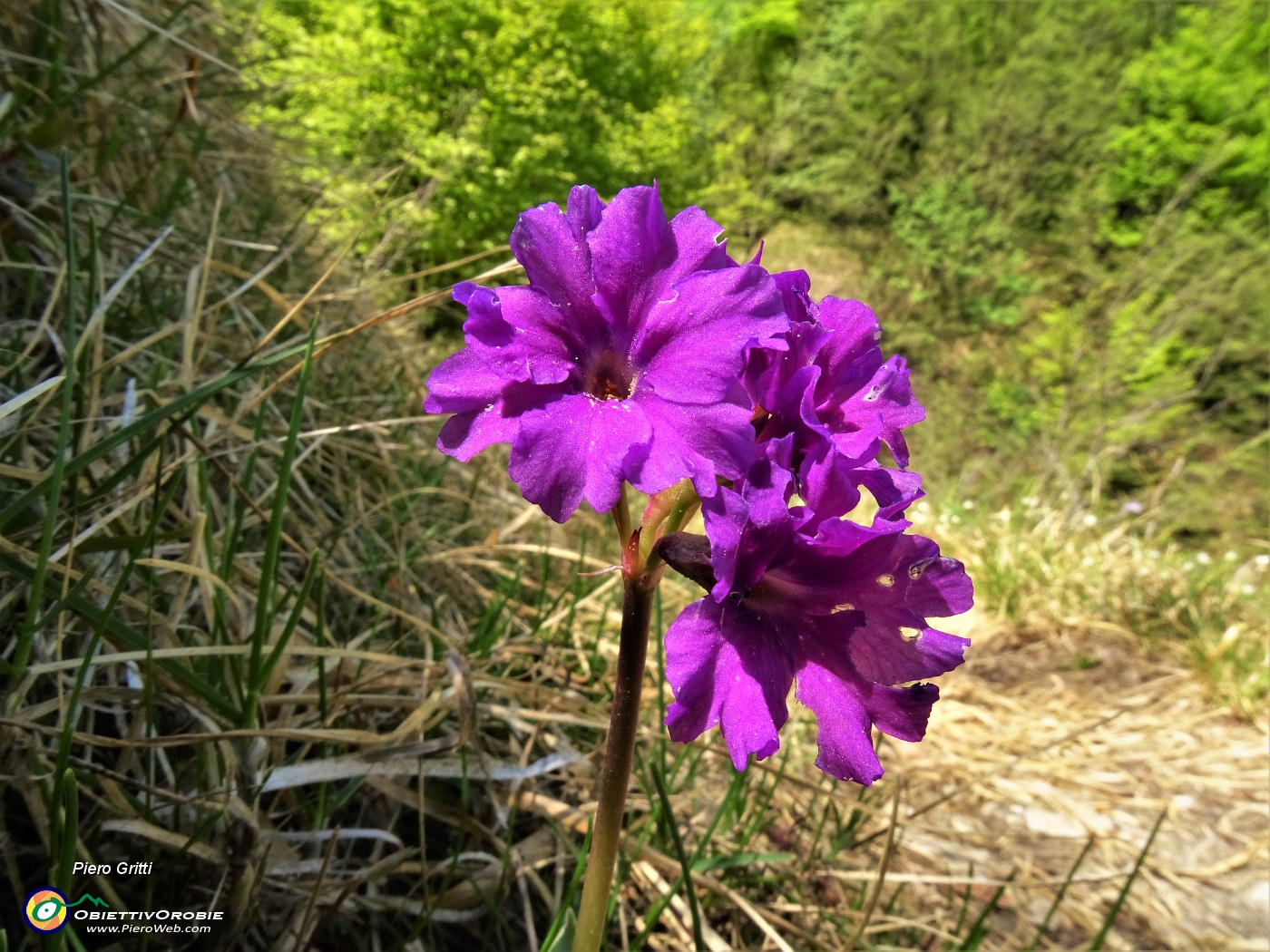 37 Primula glaucescens (Primula di Lombardia).JPG